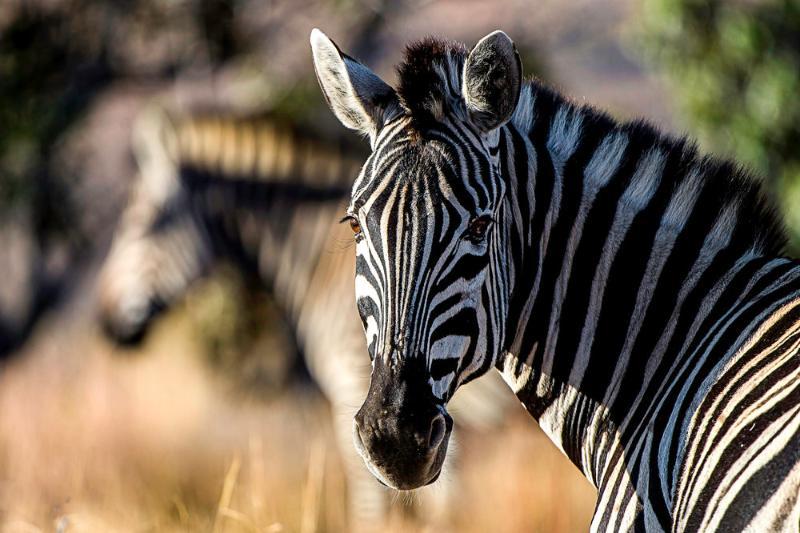 Tshwene Lodge Vaalwater Esterno foto